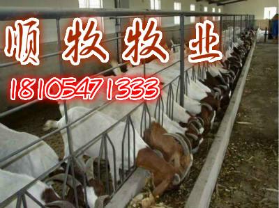 济宁市波尔山羊产地纯种波尔山羊厂家供应用于养殖的波尔山羊产地纯种波尔山羊
