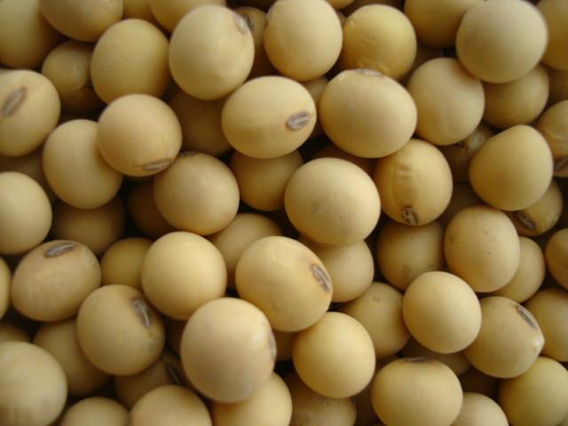 供应大豆种子价格北京大豆价格最新大豆种子基地
