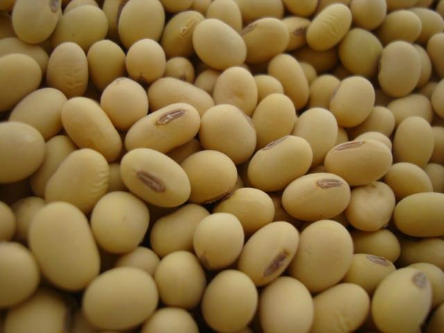 供应甘肃大豆种子大豆种子价格北京大豆种子公司图片