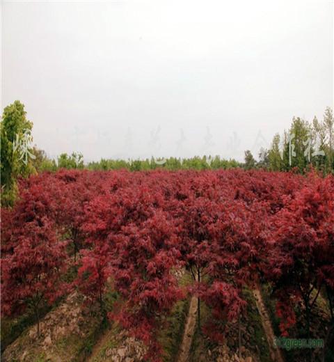 供应中国红枫，本地红枫，红枫品质，红枫介绍，四川红枫