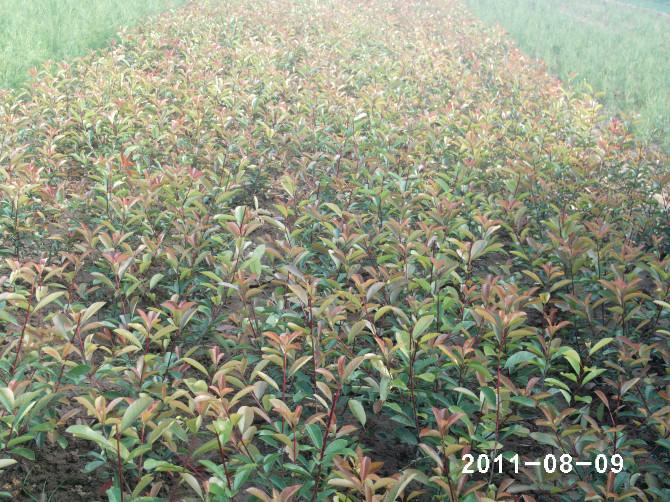 供应营养体红叶石楠陕西种植基地，红叶石楠最低价批发