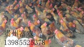 贵州正规种鸡场批发