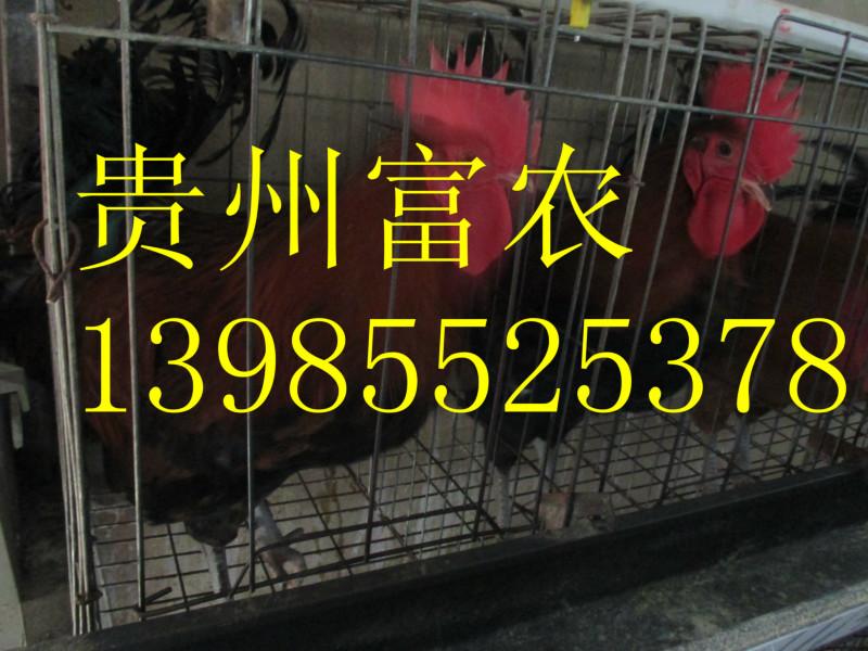 供应黔西南州青脚土鸡，黔西南州青脚土鸡苗，黔西南州青脚土鸡销售，