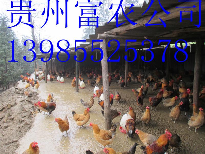 贵阳市贵州细脚土鸡苗厂家供应贵州细脚土鸡苗，贵州细脚土鸡，贵州细脚土鸡养殖方法，