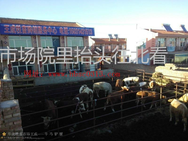 供应品种牛张北县长势快的品种牛