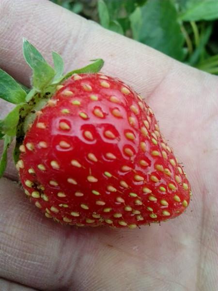 供应山东草莓苗价格，草莓苗品种，核桃树苗图片
