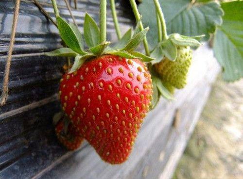 供应浙江草莓苗，草莓苗品种，品种纯正的草莓苗