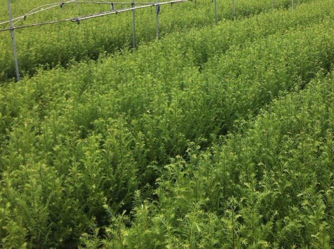 贵州南方红豆杉苗大量批发批发