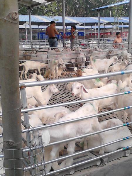 供应南阳白山羊羊羔养殖地南阳白山羊价格图片