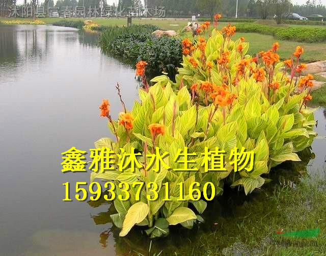 供应昌图水生植物种植，安新县鑫雅沐水生植物专业种植合作社图片