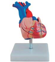 自然大心脏解剖模型YR-A1054批发