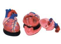 供应大心脏解剖模型4倍YR-A1055
