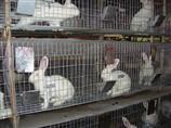 供应新疆兔笼鸽笼鸡笼厂家直销，兔笼鸽笼鸡笼电话，新疆兔笼