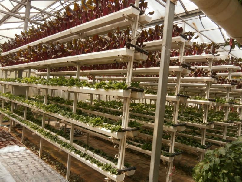 供应蔬菜博览会-智能温室大棚