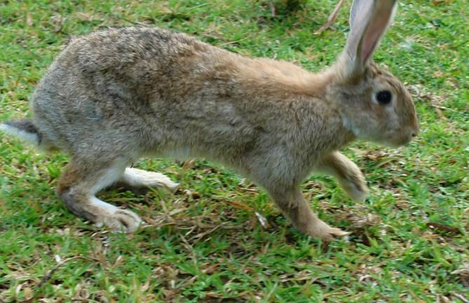 供应杂交野兔养殖，杂交野兔的价格，杂交野兔多少钱