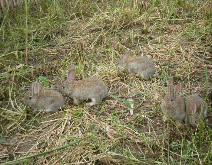供应杂交野兔养殖成本，杂交野兔的价格，杂交野兔供应