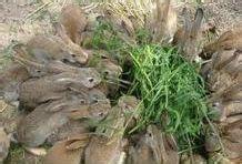 涿州獭兔养殖场供应涿州獭兔养殖场，獭兔怎么样，獭兔的购买