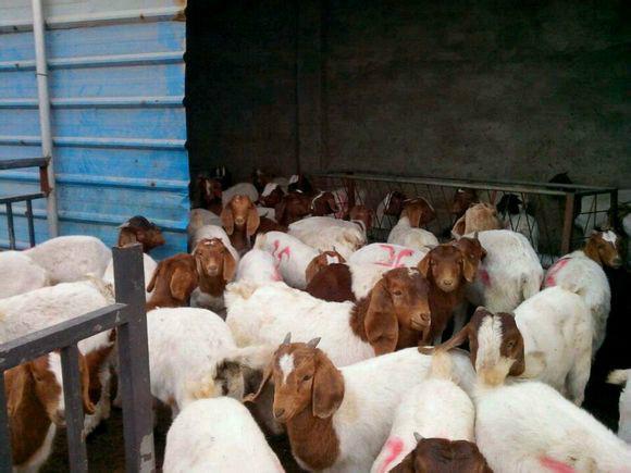 供应湖南波尔山羊多少钱一斤，波尔山羊成羊价格 波尔山羊价格图片