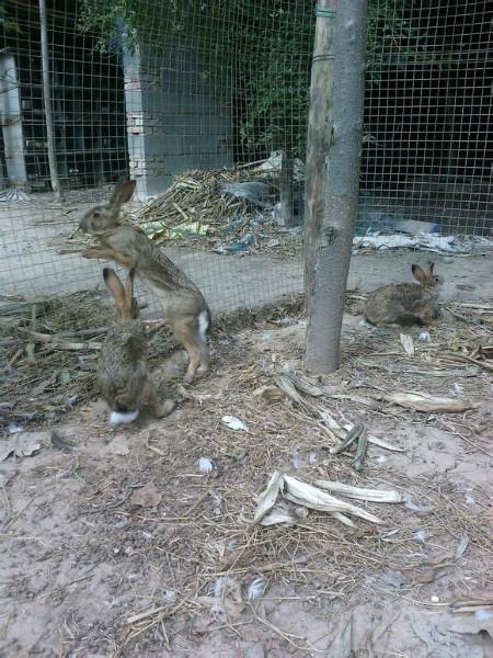 供应青县杂交野兔报价，杂交野兔在哪购买，杂交野兔购买