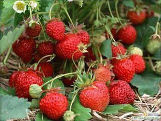 供应最新草莓苗品种哪里有、山东新品种草莓苗哪里有、新品种草莓苗供货商