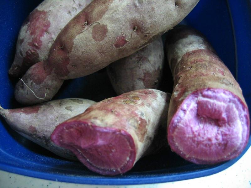 紫薯种子批发