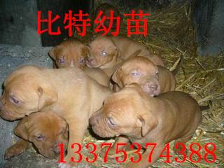 济宁市有没有养殖比特犬的厂家比特犬多少钱一个