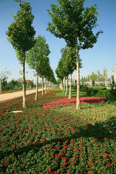 供应淄博景观工程公司/园林绿化中如何做好花坛的安全管理？
