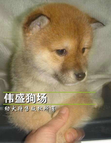 供应深圳哪里有卖柴犬深圳买狗柴犬