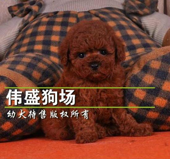 广州市广州哪里有卖泰迪熊厂家广州哪里有卖泰迪熊