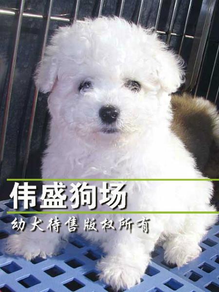 供应广州买比熊犬去哪里广州哪里有卖狗