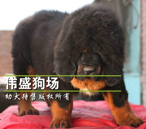 供应惠州想买藏獒犬惠州哪里有卖藏獒