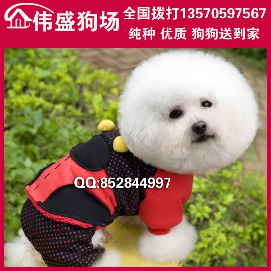 供应广州哪里有卖比熊犬广州宠物市场