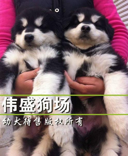 供应广州哪里有卖阿拉斯加广州买狗