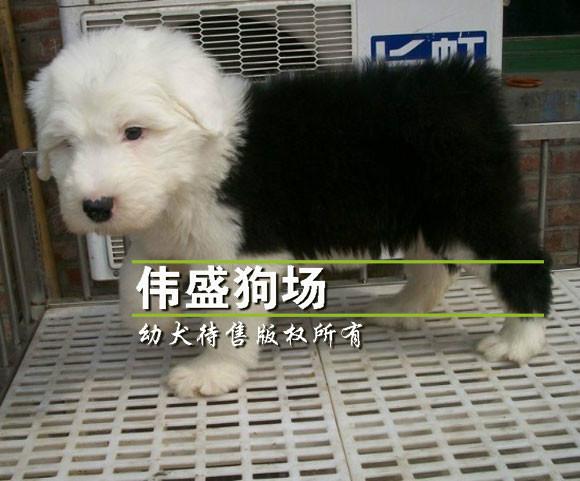 供应广州哪里有卖古代牧羊犬广州买狗