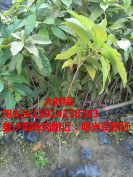 供应广州乐昌含笑30公分以上批发基地，乐昌含笑优良树种