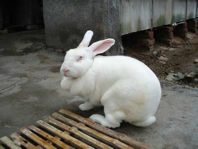 济宁市长毛兔厂家什么地方有卖长毛兔的
