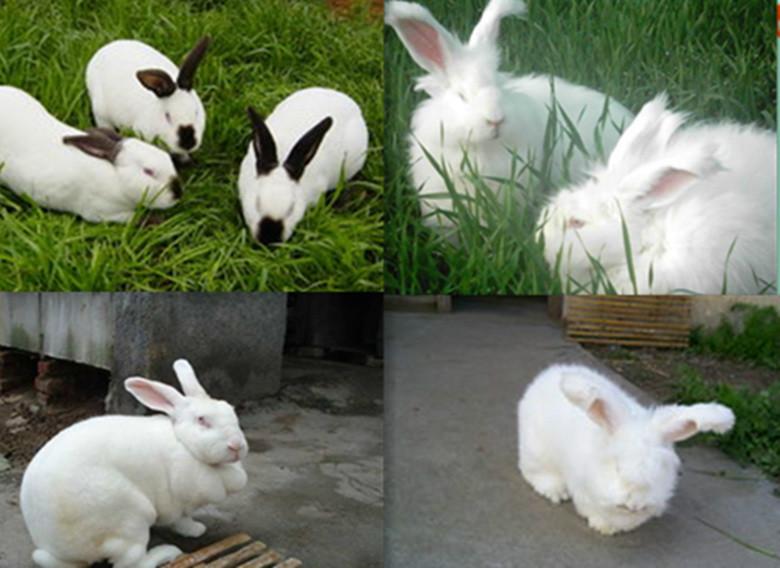 獭兔种兔供应獭兔种兔，獭兔养殖场，獭兔养殖技术，獭兔养殖行情