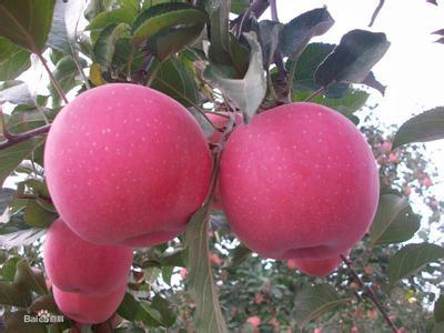供应优质苹果苗种植技术，/优质苹果苗种植方法/优质苹果苗多少苗一棵图片