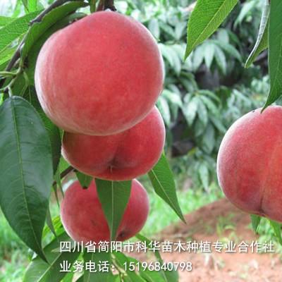 供应简阳市科华苗木-大量售优质桃树苗图片