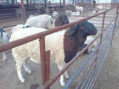 供应杜泊羊养殖大全怀孕羊 种羊 羊羔 120斤的多少钱图片