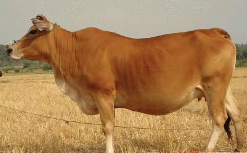 供应纯种西门塔尔小牛犊价格肉牛养殖