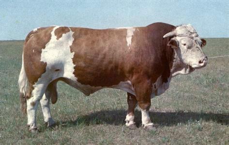 供应鲁西黄牛牛犊的价格小牛犊价格肉牛价格鲁西黄牛养殖场
