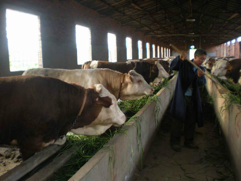 供应牛西门塔尔 纯种改良牛犊 养殖肉牛前景图片