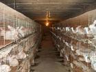 供应山东肉兔养殖场优质肉兔品种全肉兔价格优