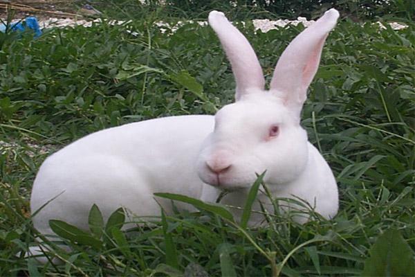 供应獭兔场-獭兔养殖场-獭兔种兔养殖场(图)
