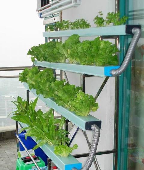 供应用于水培蔬菜技术|无土栽培设备的现代个性庭院菜园设备兰天兴农水培