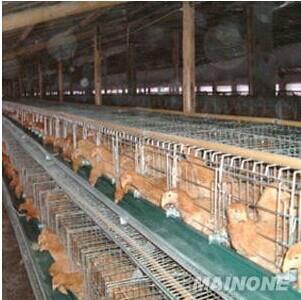 供应蛋鸡笼生产厂家，蛋鸡笼，鸡笼配件，阶梯式鸡