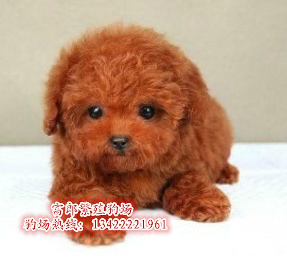 广州哪里有卖宠物狗 广州哪里有出售纯种贵宾犬 贵宾幼犬卖多少钱图片