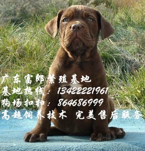 广州哪里有出售卡斯罗犬 纯种卡斯罗幼犬的价格多少 广州富郎狗场图片