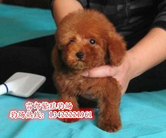 广州哪里有宠物狗出售 广州狗场地址在哪里 纯种玩具贵宾的价格多少